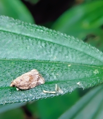 Neocalyptis affinisana
