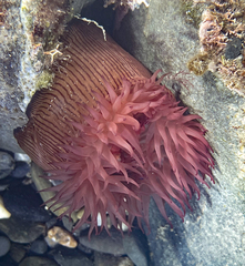 Actinia striata