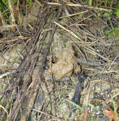 Procambarus gracilis