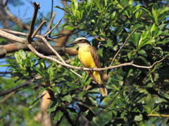 Pitangus sulphuratus