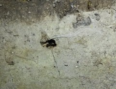 Microlestes