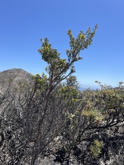 Acmispon dendroideus dendroideus