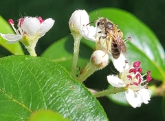 Simandrena