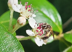 Simandrena