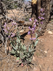Penstemon pachyphyllus