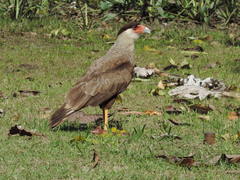 Caracara plancus