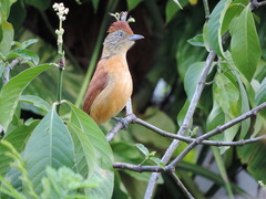 Thamnophilus doliatus