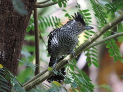 Thamnophilus doliatus