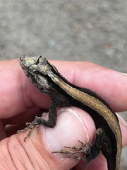 Anolis humilis