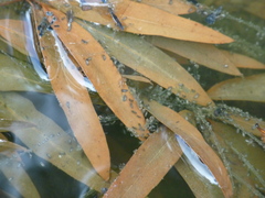 Limnoporus canaliculatus
