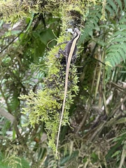 Anolis humilis