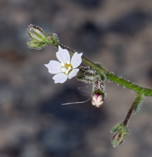 Aliciella leptomeria (A.Gray) J.M.Porter