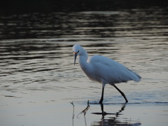Egretta thula