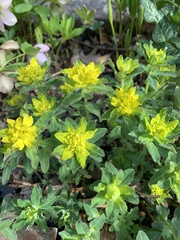 Euphorbia epithymoides