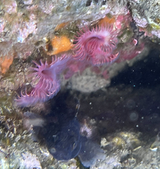 Serpula vermicularis