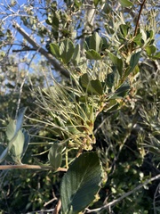 Cercocarpus betuloides blancheae