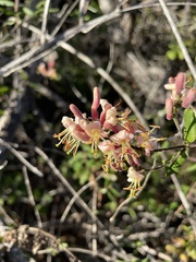 Lonicera subspicata subspicata