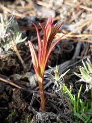 Chamaenerion angustifolium