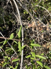 Lonicera subspicata subspicata