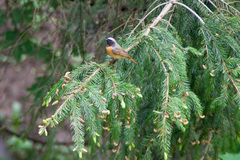 Phoenicurus phoenicurus