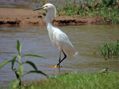 Egretta thula