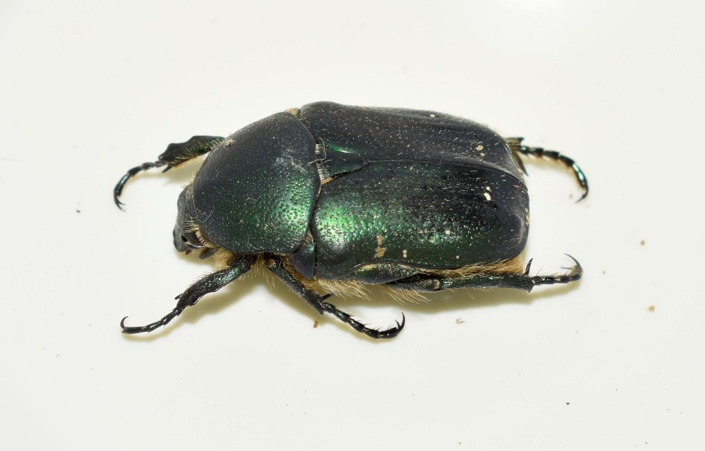 Protaetia subpilosa