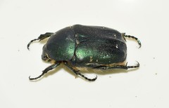Protaetia afflicta