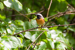 Phoenicurus phoenicurus