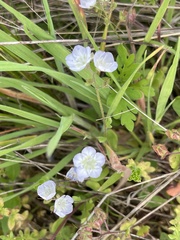 Phacelia dubia interior