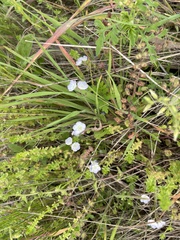 Phacelia dubia interior