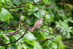 Phoenicurus phoenicurus