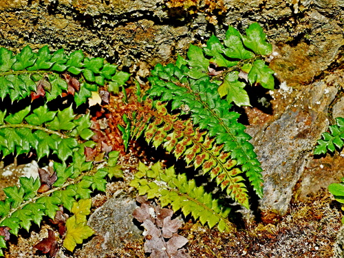 Image of Thornleaf Holly Fern (Polystichum acanthophyllum) by (c) Jacy Chen, some rights reserved (CC BY)
