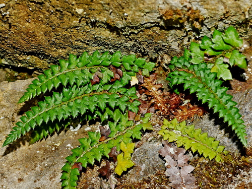 Image of Thornleaf Holly Fern (Polystichum acanthophyllum) by (c) Jacy Chen, some rights reserved (CC BY)