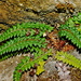 Polystichum acanthophyllum - Photo (c) Jacy Chen,  זכויות יוצרים חלקיות (CC BY), הועלה על ידי Jacy Chen