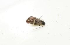 Adela paludicolella