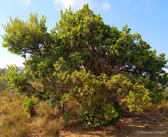 Quercus elliptica