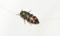 Acmaeodera quadrizonata