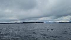 Balaenoptera acutorostrata