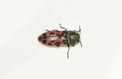Acmaeodera ottomana
