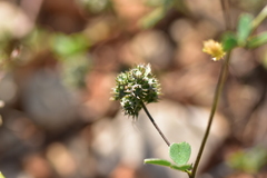 Medicago coronata
