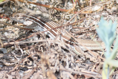 Aspidoscelis angusticeps