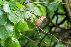 Phoenicurus phoenicurus