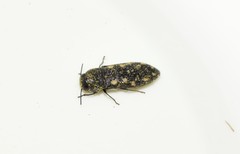 Acmaeodera saxicola