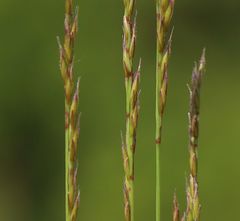 Festuca rupicola
