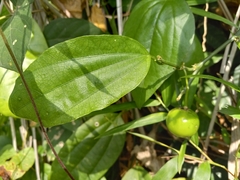 Passiflora intricata