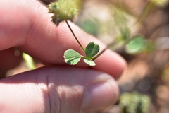 Medicago coronata