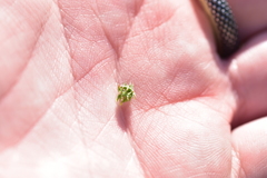 Medicago coronata