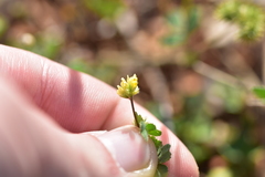 Medicago coronata