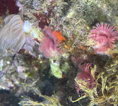 Serpula vermicularis