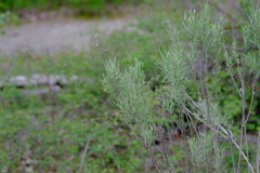 Artemisia tripartita